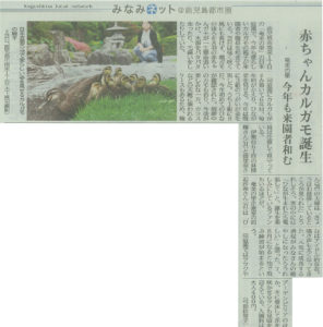 南日本新聞5月22日号にカルガモ親子が掲載されました